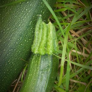 Courgette