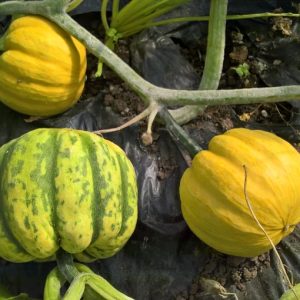 Summer Squash
